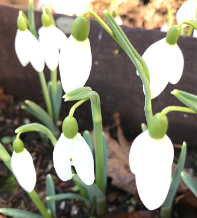 Galanthus 'White Admiral'